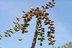 Lannea coromandelica